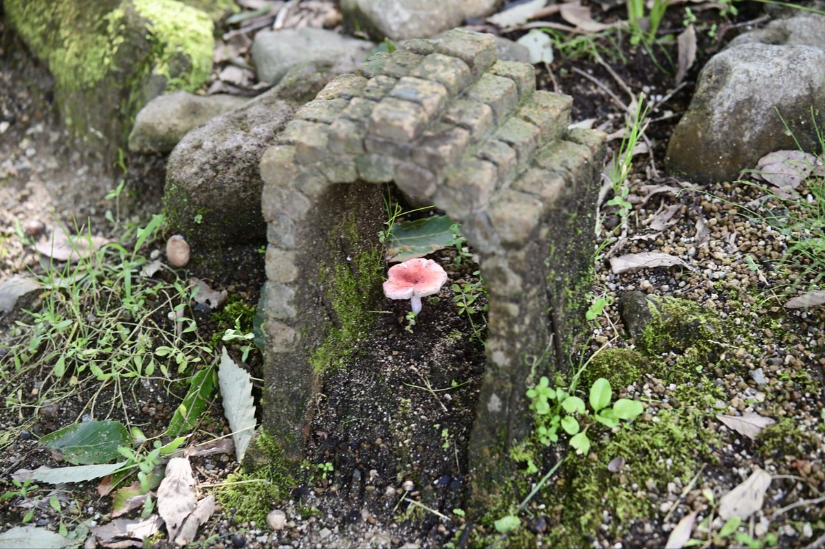 CyPm4f's tweet image. #写真好きな人と繋がりたい
謎のキノコの家🍄