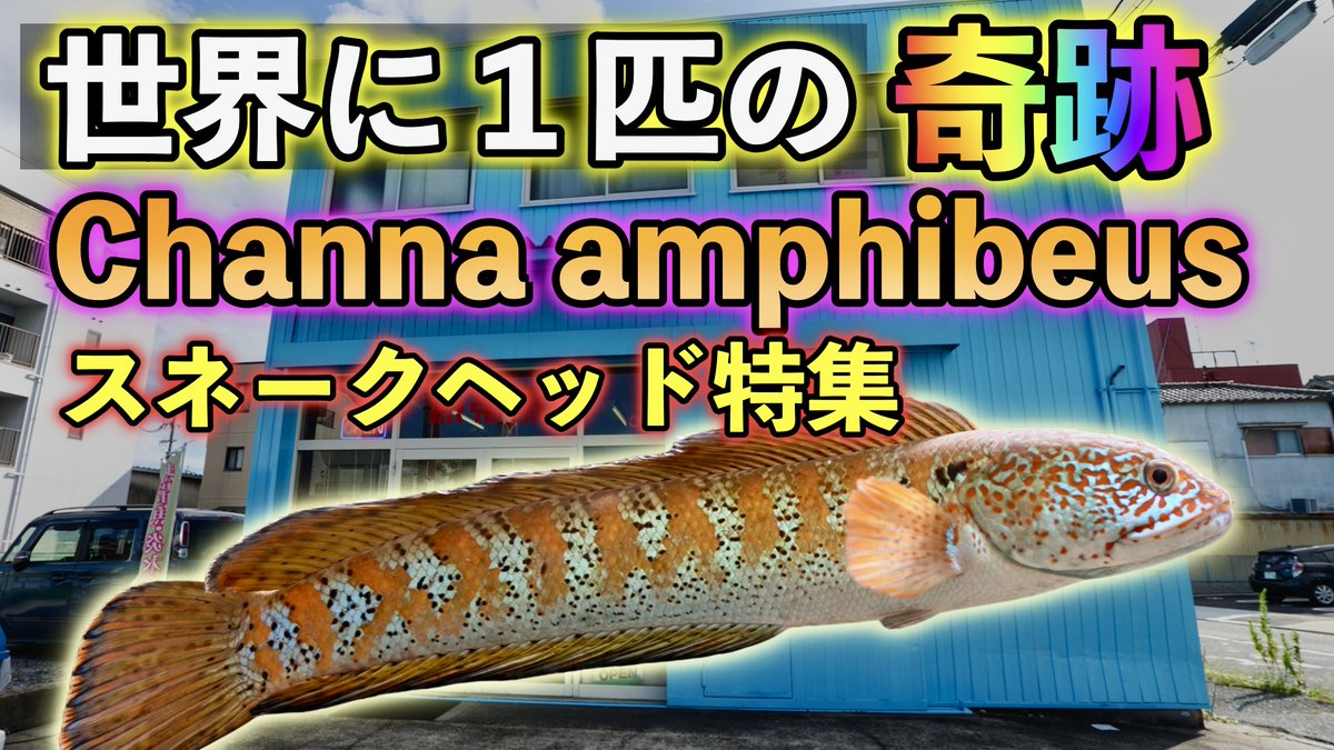 スネークヘッド特集 人気のSHから世界に1匹の 奇跡の個体チャンナ