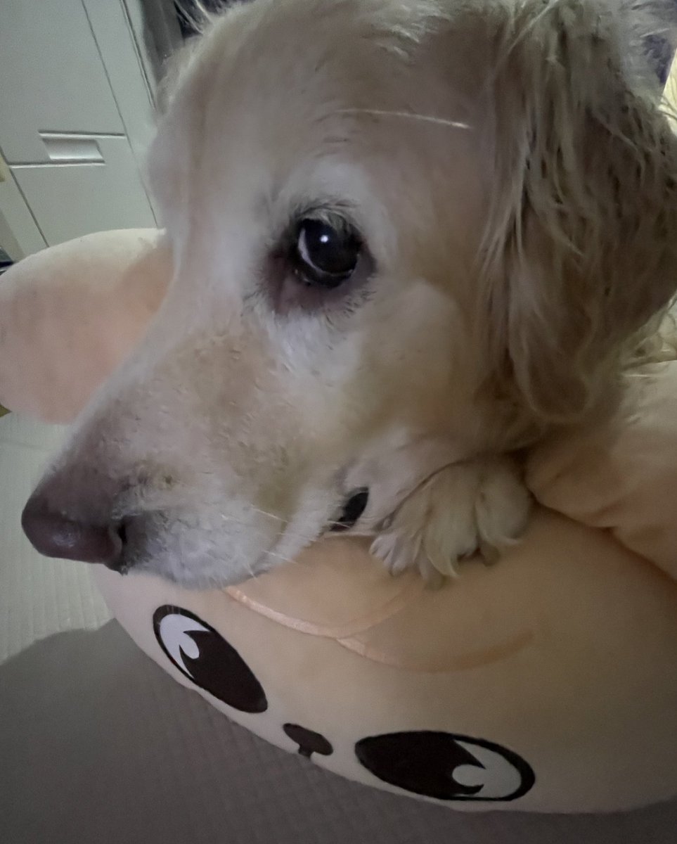 ruby_sm_'s tweet image. 👀