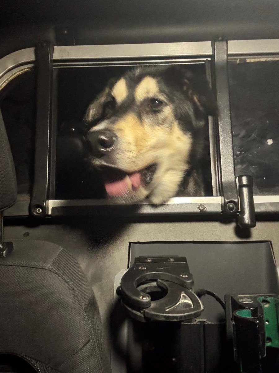 RNC_PoliceNL's tweet photo. Found Dog

If anyone is missing this dog from around St. Clares Hospital, he was found wandering overnight. He was wearing a blue collar but no tags. He had a great night patrolling with our members and will be at Humaine Services with the City of St. John's this morning. https://t.co/DbLaIGhfGf