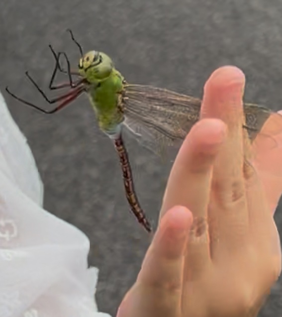 ここ数年追い求めていたヤツを遂に手に入れました。

ギンヤンマ、カッコよかった