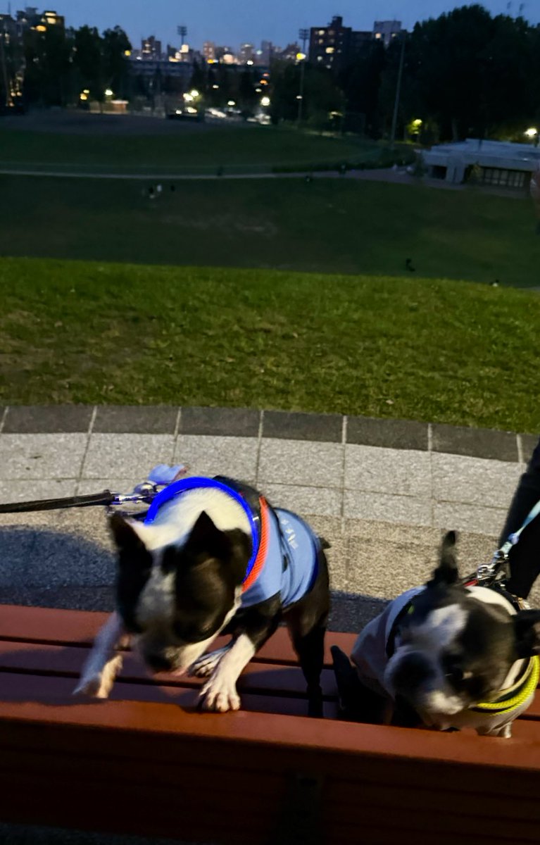 夕方さんぽ🐕🐾

お友達に会えたー！

#ボストンテリア

一緒にオヤツ食べて楽しかったね🥰