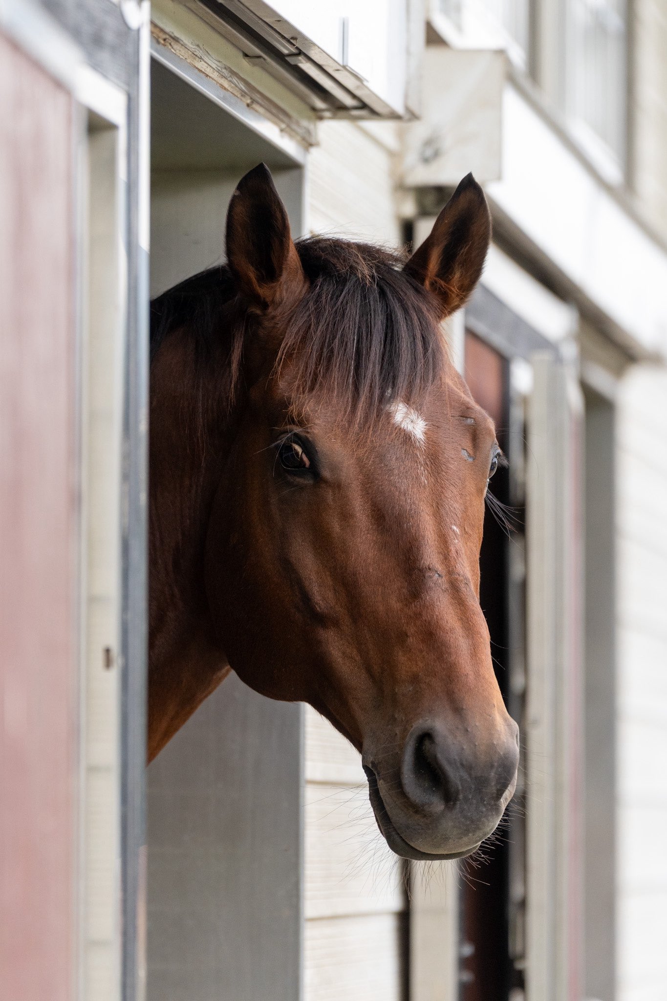 【合馬公式アカウント2】 Z/X（ゼクス）公式アカウント on X: 