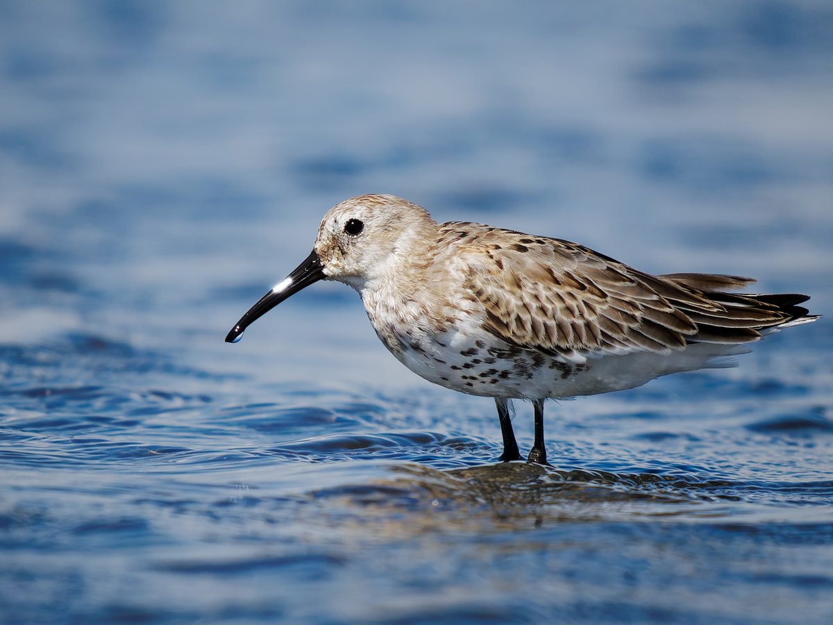SyaMmy_x's tweet image. 長いくちばしがキラリ✨

20250907 #ハマシギ #Dunlin #野鳥