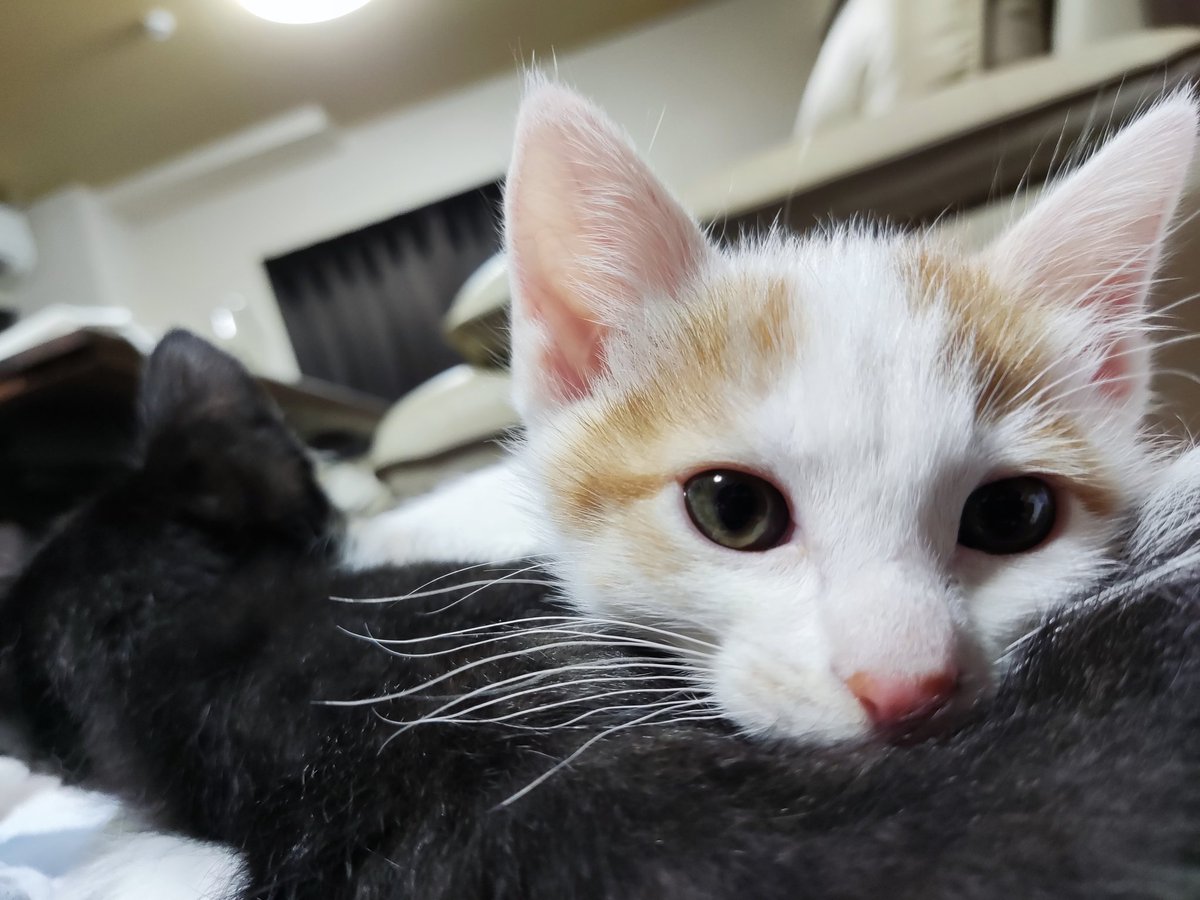 今日のねこ(ミニミニ時代)

#ユキノアマオ