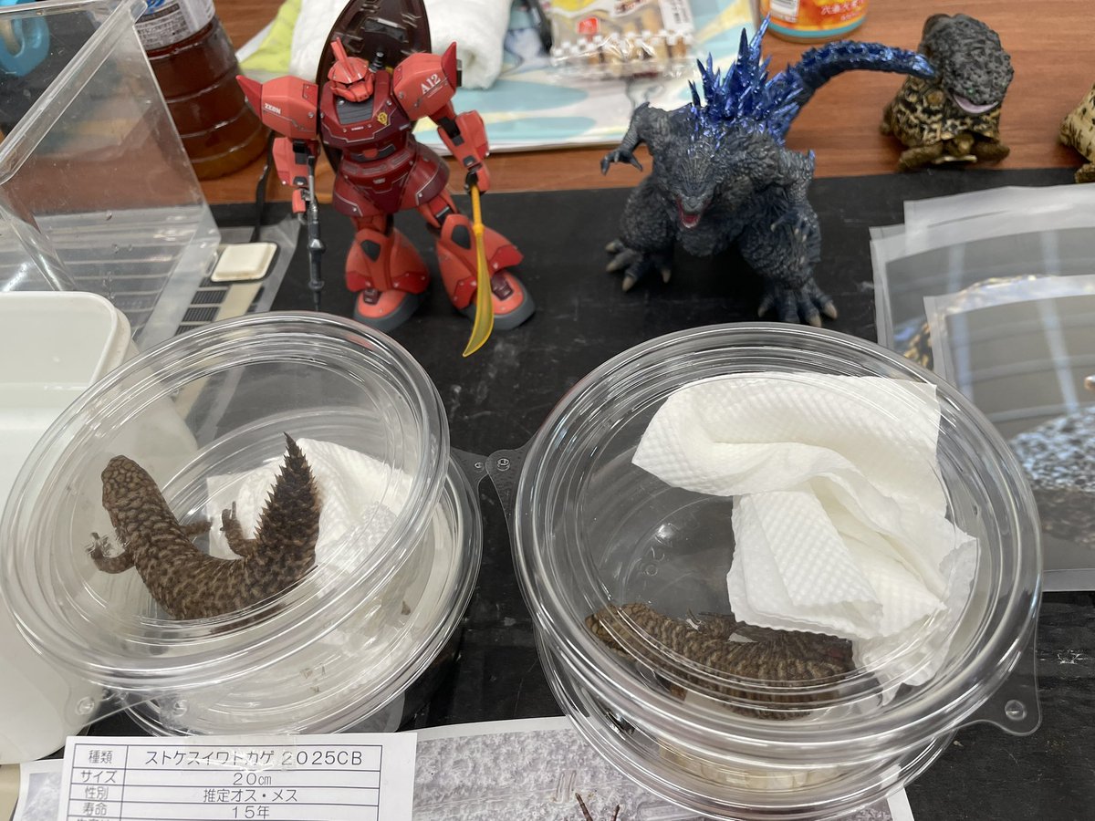 とんぶりありがとうございました！
ニシキマゲクビガメは完売でぶりくらはありません。
ぶりくらもストケスは連れて行きますので、宜しくお願いしますm(_ _)m