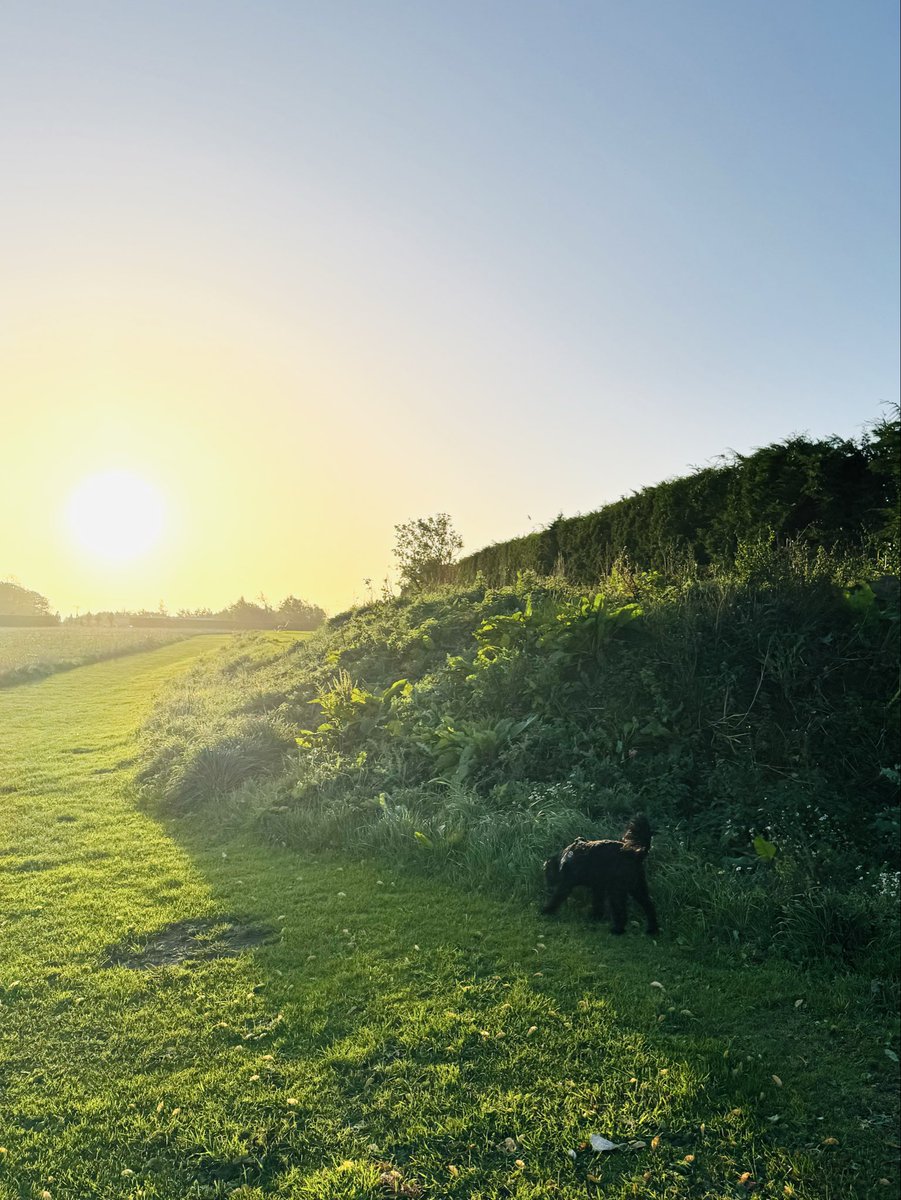 Best start to a Sunday….
Rolled in 🦊💩 just after this 
#vera🐶
#DogsOnX
#TwinsiesOnTwitter 
#barmoorcastle