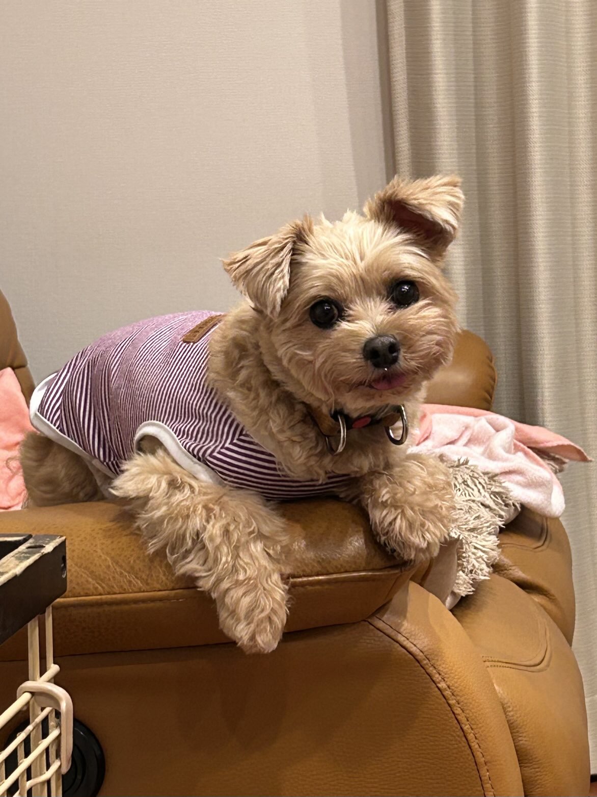 ♡ヨーキーちゃんオーダーページ✨ ❤オーダー品❤ヨーキーちゃん❤️の通販 by ☆Jinks☆'s shop