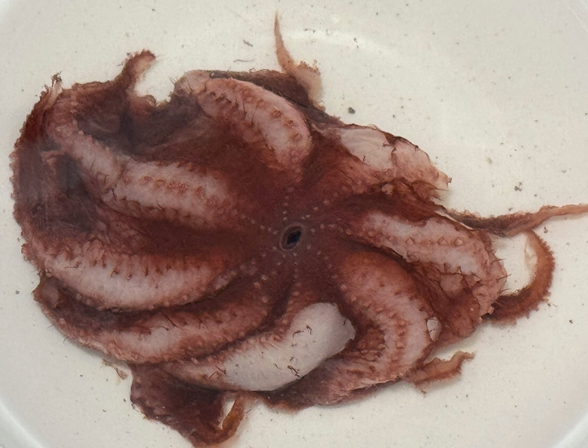 センベイダコ - Search / X