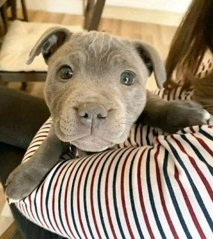 DogLovers03's tweet image. My mom said I'm good boy. But so far nobody has loved my picture 😢💔