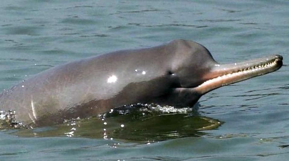 Today's #Gangariverdolphinday  to raise awareness about the conservation of the #Gangeticdolphin, India's #nationalaquaticanimal
threats to these river dolphins, such as #pollution and #damconstruction, and to promote community participation in #conservation efforts
