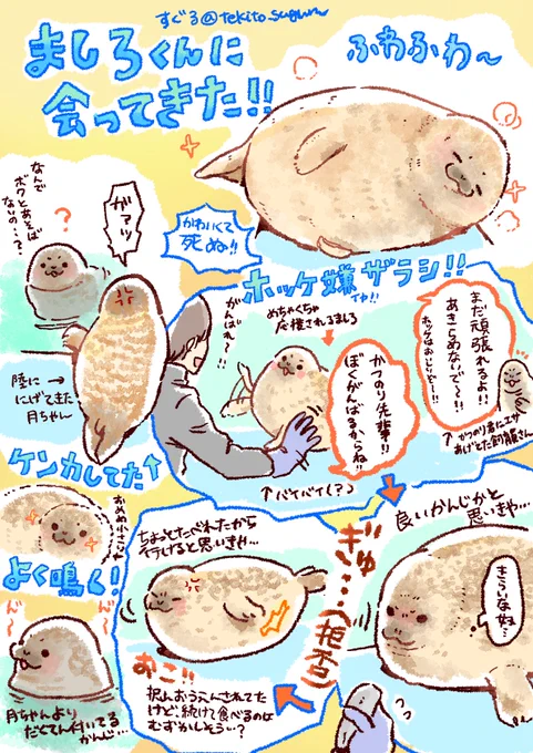 とっかりセンターのましろくんに会ってきた!✨
ホッケ食べられるようになると良いね☺️
#すぐるらくがき 