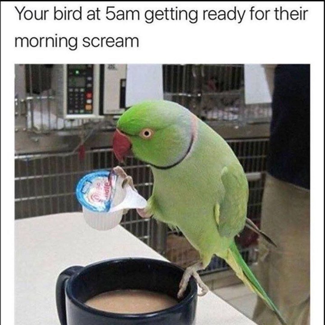 NorthernParrots's tweet image. #BirdMemes #ParrotLife #MorningRoutine #PetHumor