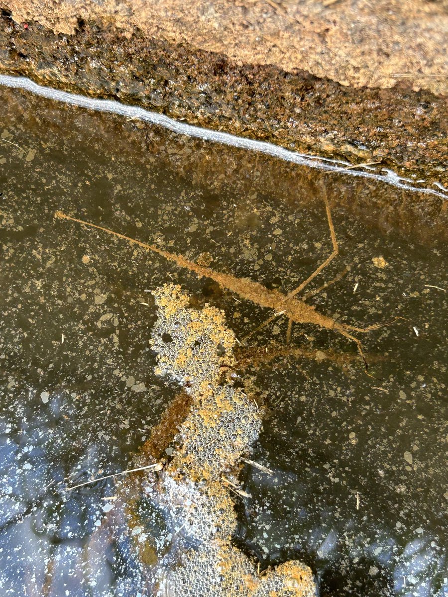 プラス(+-)マイナス tweet media