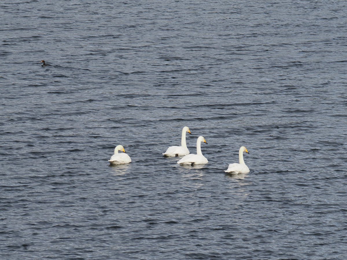 4 Whoopers on Fens pool 11.30 <a href="/andyshawbirds1/">Andy Shaw</a> <a href="/pmandrews1973/">Phil Andrews</a>