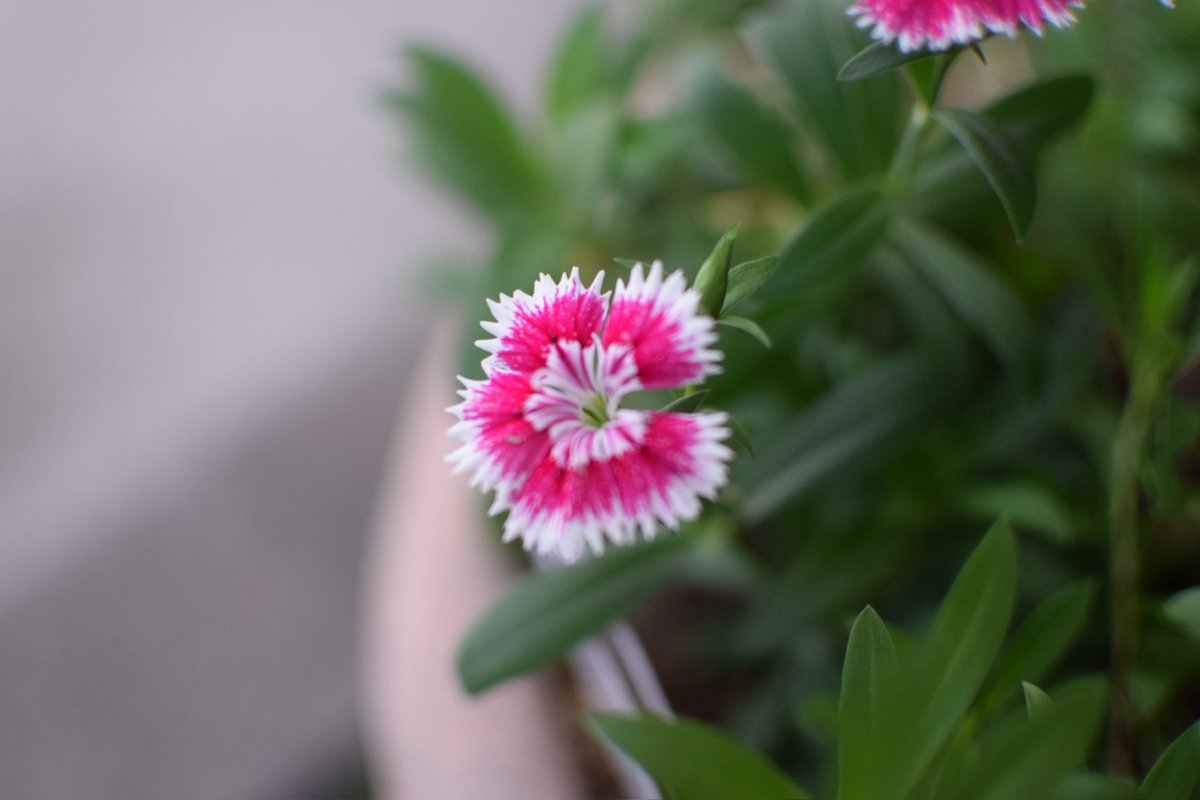 hoguerista's tweet image. 最近よく花を撮る。

撮りやすいし、
綺麗だしな💐

あと現物と違って
枯れることもないし…
#Nikond5300
#SONYNEX5n