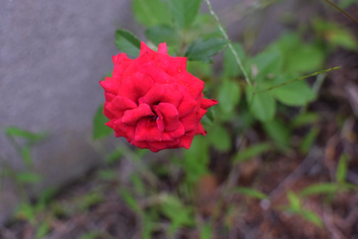 hoguerista's tweet image. 最近よく花を撮る。

撮りやすいし、
綺麗だしな💐

あと現物と違って
枯れることもないし…
#Nikond5300
#SONYNEX5n