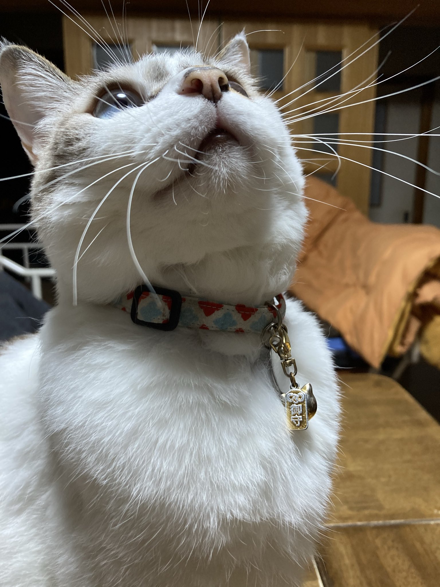 ぴーちゃん305【招き猫販売中】 on X: 