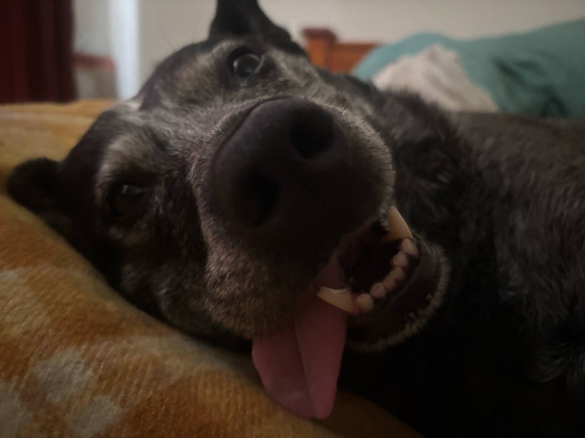 Good night everypawdy no zombs on our pawtrol tonite we are off to bed now sweet dreams frens 🥰 #ZSHQ #dogsoftwitter