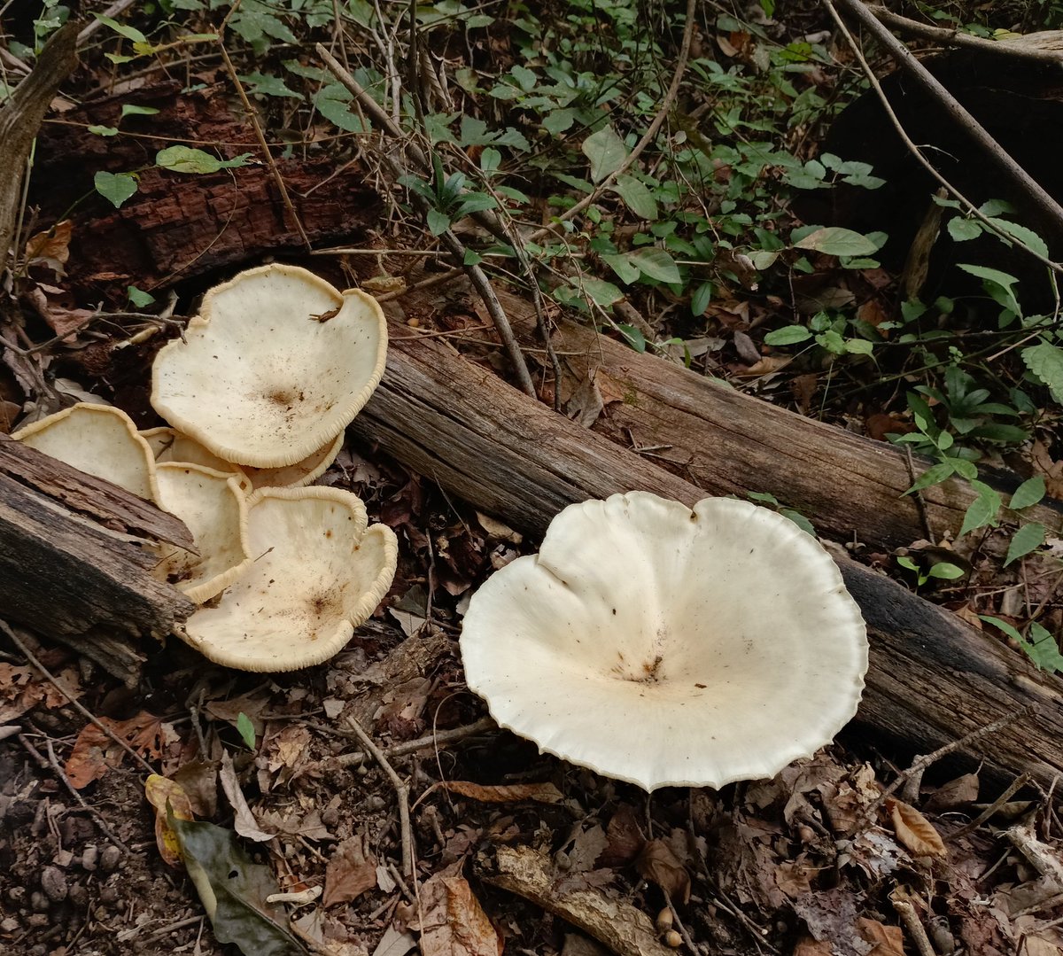 屋久島に行ってからトレッキングにハマり、週1で登ってます☺️
今日はデカ白キノコ🍄、カマキリ、セミの抜け殻、栗🌰に出会いました。栗は拾いました😁生き物大好きなので、歩いてて楽しいです。
株がお通夜なので、外の空気でリフレッシュ！明日は三菱重工にエントリーかな？😌