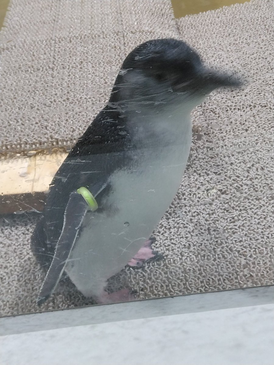 airiwith116's tweet photo. 気になってた札幌のAOAOに行ってきました😊
ペンギン🐧可愛かったし、クラゲが幻想的でした✨ https://t.co/Wvx51qQOoB