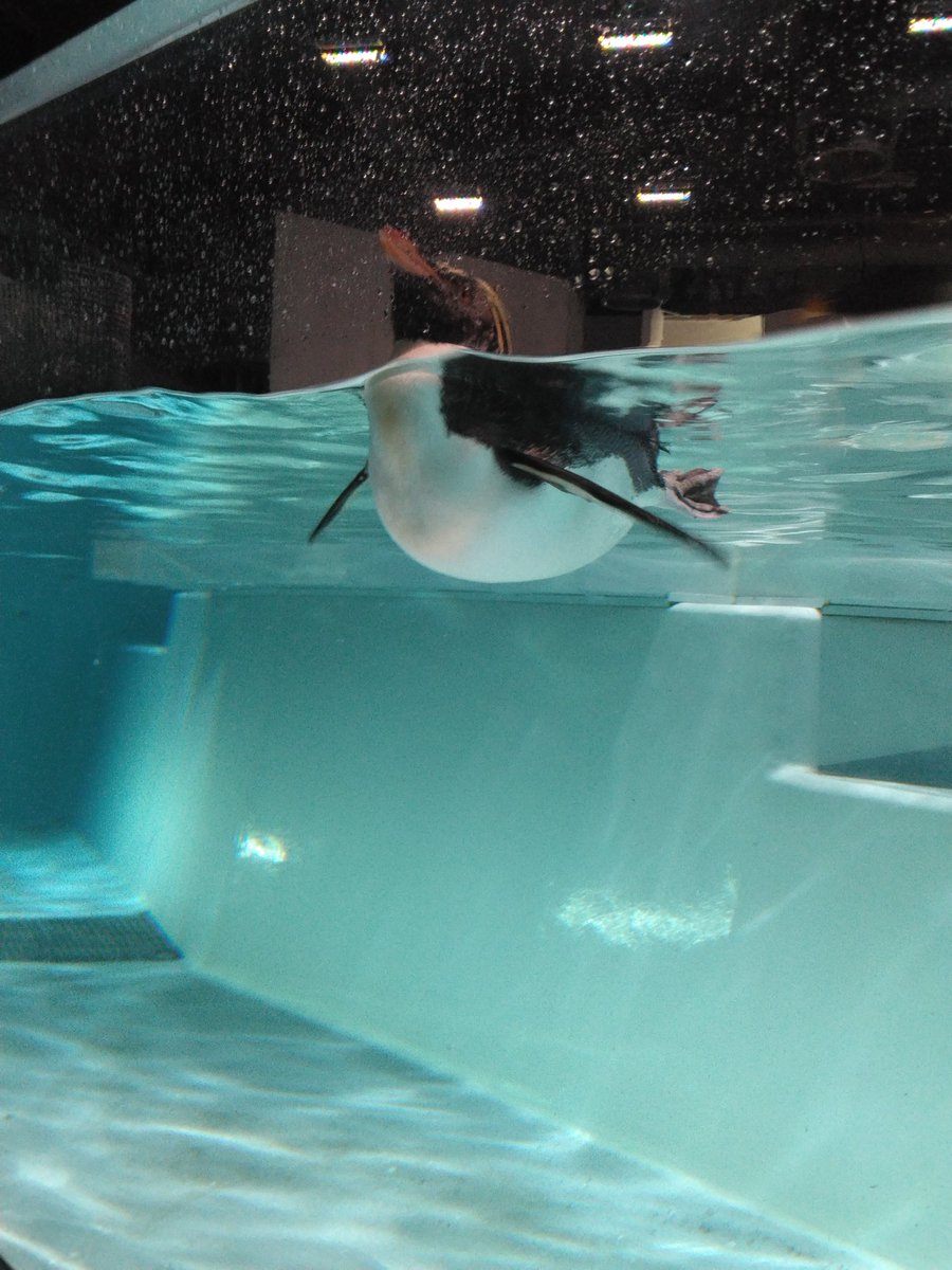 airiwith116's tweet photo. 気になってた札幌のAOAOに行ってきました😊
ペンギン🐧可愛かったし、クラゲが幻想的でした✨ https://t.co/Wvx51qQOoB