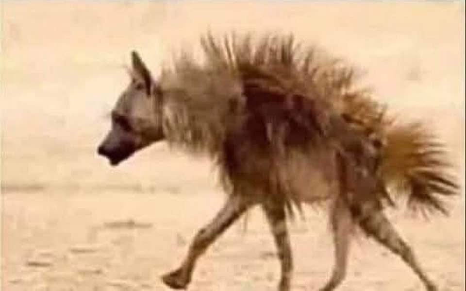 Police drug sniffer dog retires