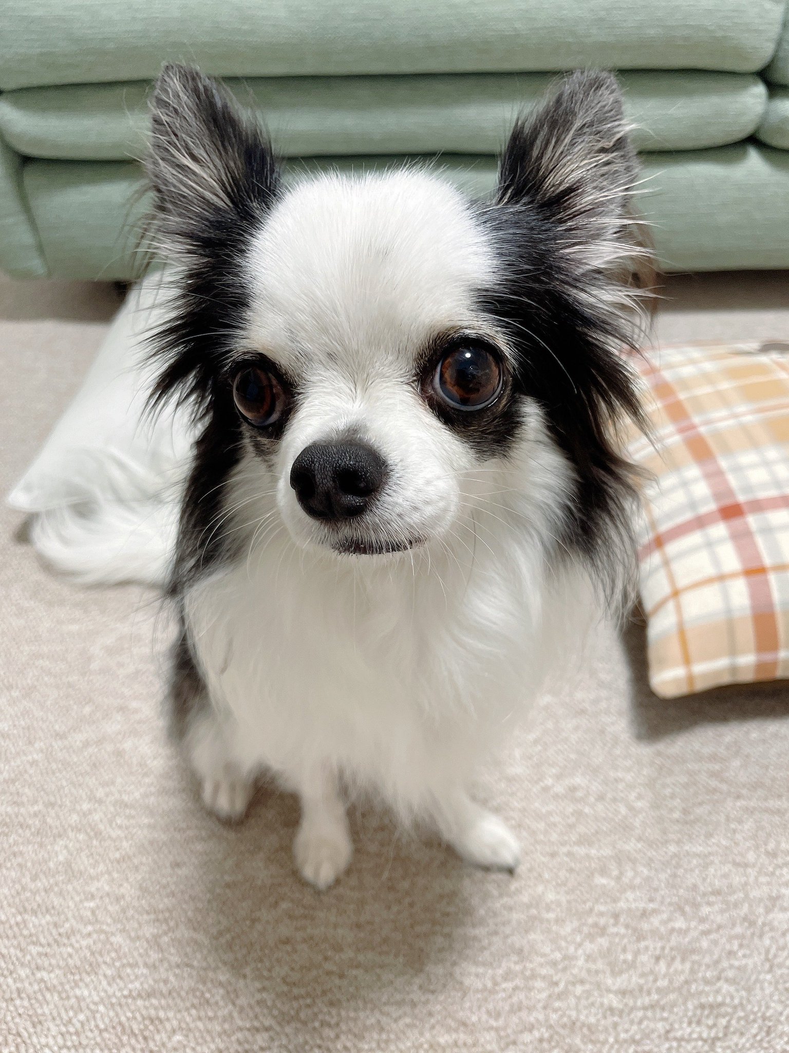 毒チワワ様取り置き max on X: 