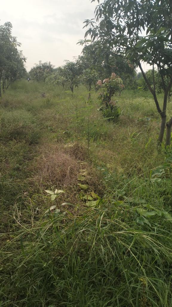 This field is MT what can ido grow October month wich vegitable crop