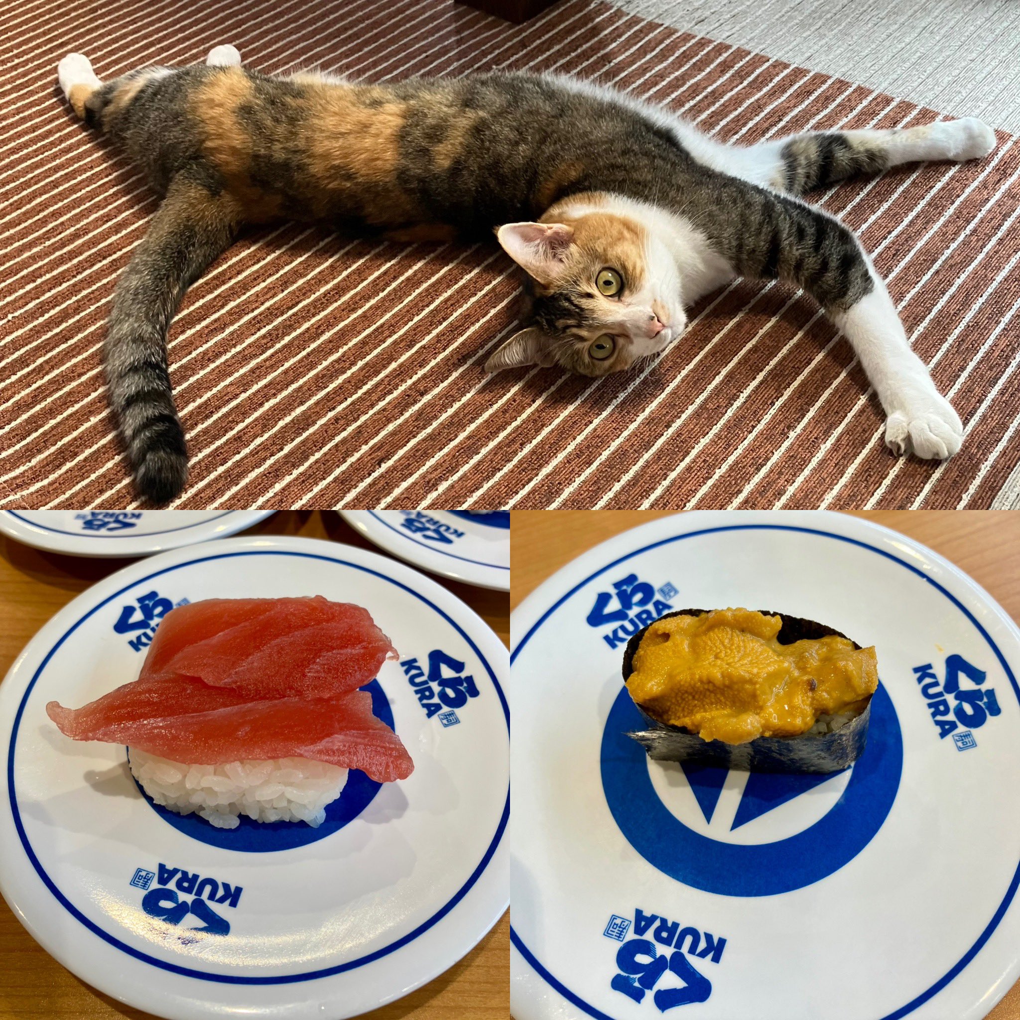 ねこはーちゃん on X: 