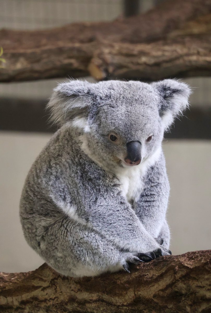 gorogoro_panpan's tweet image. 『あずちゃん🐨🍠  ですっ。ﾍﾟｺ」

#多摩動物公園 #あずま #コアラ