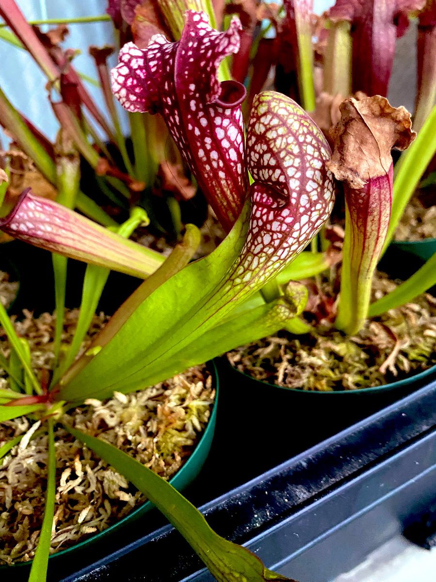 Ax05F's tweet image. S. "Scarlet Belle" カクタス長田

ホムセンから救出した子