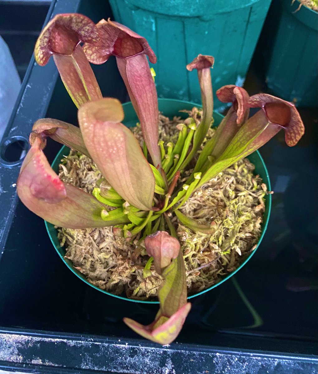 Ax05F's tweet image. S. x swaniana カクタス長田

ホムセンから救出した子その②
株分けしないと。