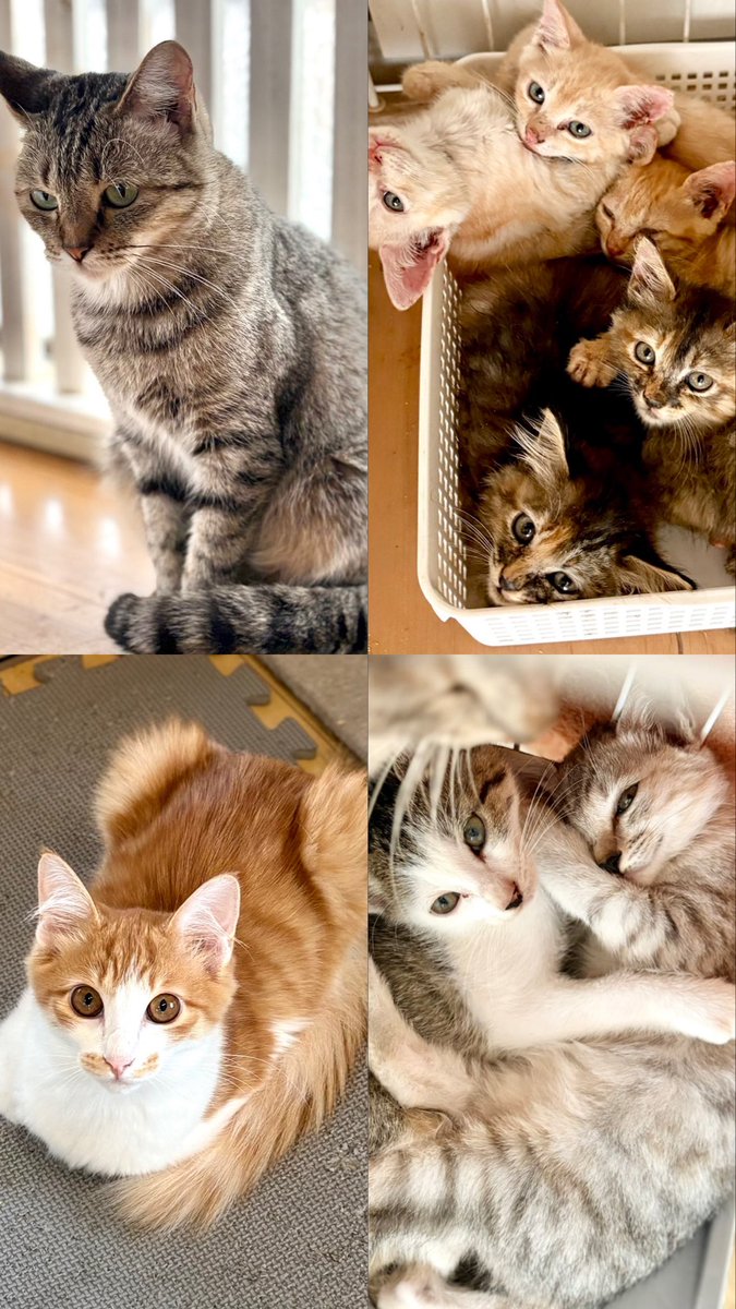 _____ldh88's tweet photo. ボランティア させてもらってる
保護シェルター の 可愛い猫ちゃん達 🐱

みんな 幸せのお迎え待ってます🏠💭

100匹弱 の 猫ちゃん達 がいるので
シェルター へ 見学 も 是非 ！！

#保護猫 #野良猫 #岡山 #NPO法人
#里親募集 #動物愛護 #TNR https://t.co/GCoQxxuDfc