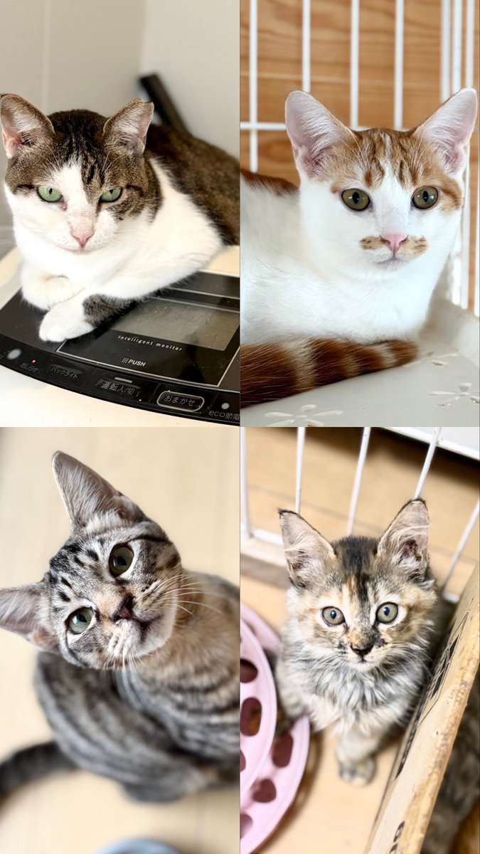 _____ldh88's tweet photo. ボランティア させてもらってる
保護シェルター の 可愛い猫ちゃん達 🐱

みんな 幸せのお迎え待ってます🏠💭

100匹弱 の 猫ちゃん達 がいるので
シェルター へ 見学 も 是非 ！！

#保護猫 #野良猫 #岡山 #NPO法人
#里親募集 #動物愛護 #TNR https://t.co/GCoQxxuDfc