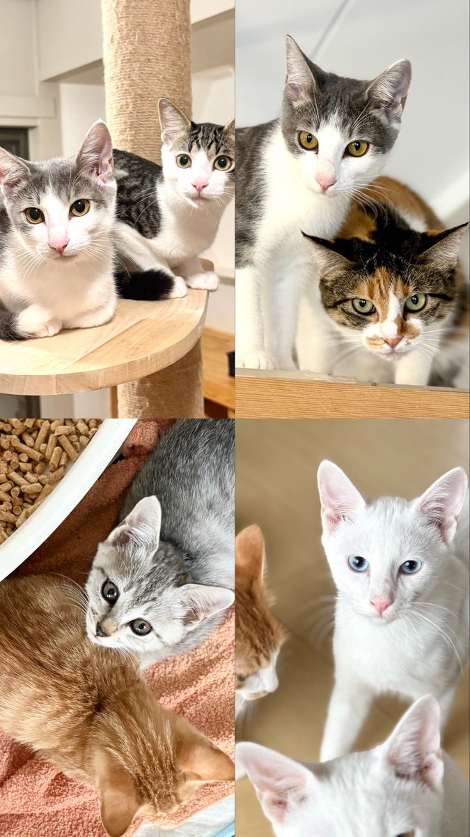 _____ldh88's tweet photo. ボランティア させてもらってる
保護シェルター の 可愛い猫ちゃん達 🐱

みんな 幸せのお迎え待ってます🏠💭

100匹弱 の 猫ちゃん達 がいるので
シェルター へ 見学 も 是非 ！！

#保護猫 #野良猫 #岡山 #NPO法人
#里親募集 #動物愛護 #TNR https://t.co/GCoQxxuDfc