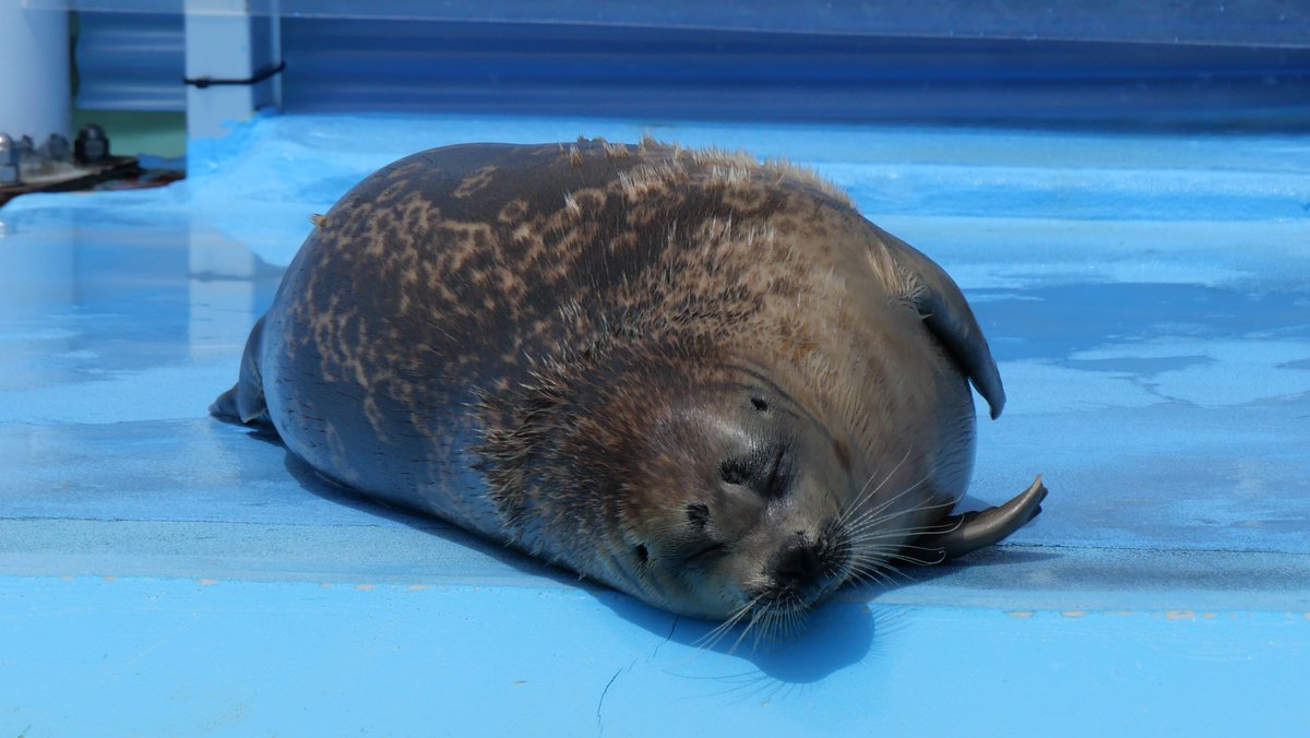 アザラシ ユキヒゲアザラシ🦭 #ラッキー #旭山動物園 #asahiyamazoo