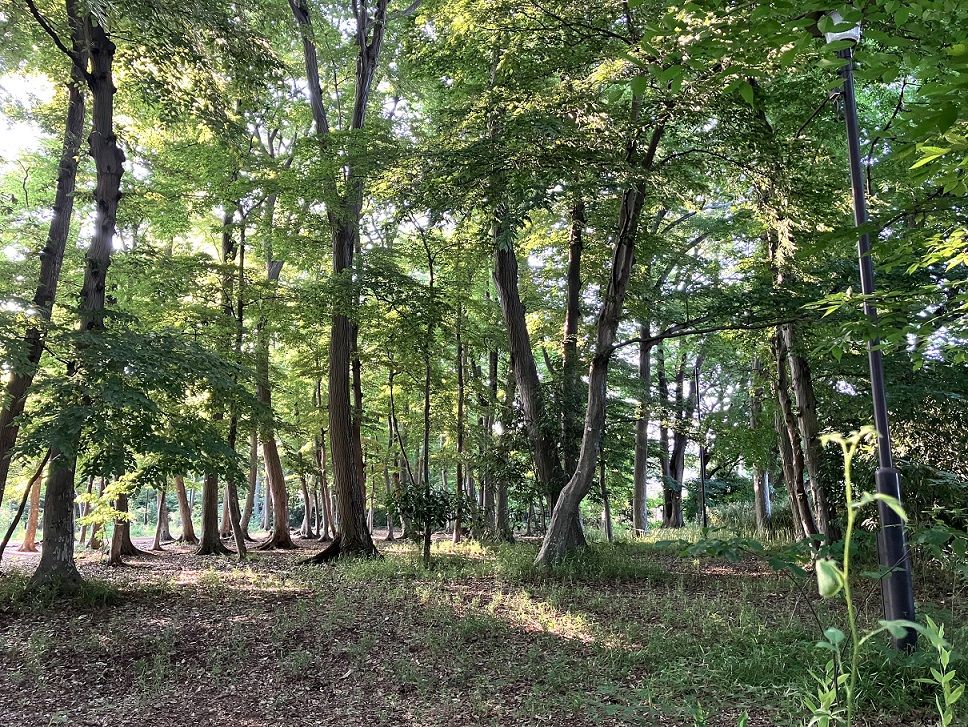 mnomori1's tweet photo. 生物多様性増進活動促進法に基づき、「民間の取組み等によって、生物多様性の保全が図られている区域」を国が「自然共生サイト」として認定する制度があります。この度、武蔵野の森を育てる会が保全している境山野緑地が認定されました。
https://t.co/ro5VwImFbL

#武蔵野市 #独歩の森 #ボランティア https://t.co/iGIzRPHYJi