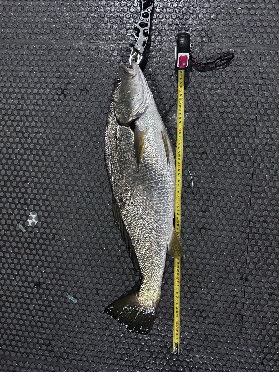 OneChiCh1's tweet photo. After that, my lures fell silent. So I returned to the river—and the river answered. With my first Jew Fish. And with an even greater threadfin.（07/05/2025） https://t.co/tnpOTd3SDD