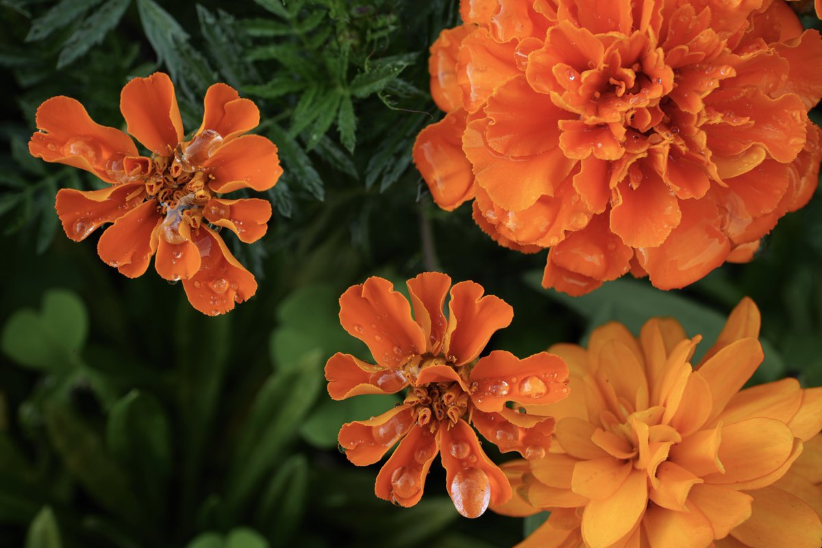 カメラ活動1021日目

雨粒は流れるんじゃなくてこぼれるんですね。

LUMIX S5
S24-105