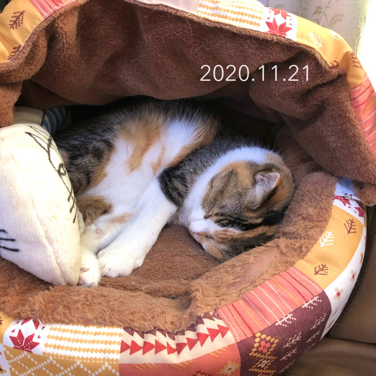 mina_mya's tweet photo. フーちゃお気に入りのベッドはコタの闘病のために買いましたが、間に合わなかった物。
#cat #猫 #ねこ #ぬこ #三毛猫 #コタミケフー #ミケコ #Mikeko #ミケたん #永遠の16歳 #童顔猫 #風胡 #Fuko #フーちゃ #小顔詐欺 #肝疾患猫 #catstagram #にゃんすたぐらむ
https://t.co/DmaUqcJoiH https://t.co/B5yibz4NP2