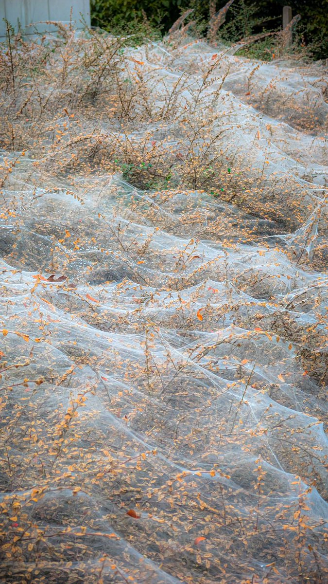 asterisque79's tweet image. Halloween material, made by nature 🐛🕷️🕸️
#web #spiderweb #halloween #photography