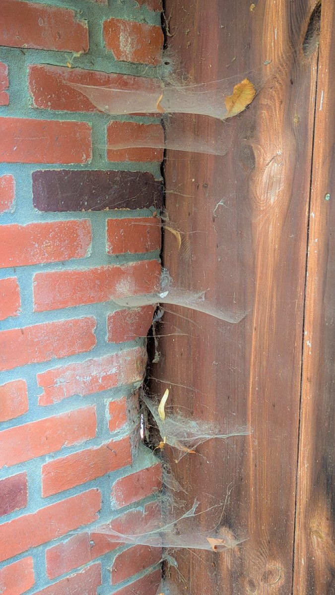 asterisque79's tweet image. Halloween material, made by nature 🐛🕷️🕸️
#web #spiderweb #halloween #photography