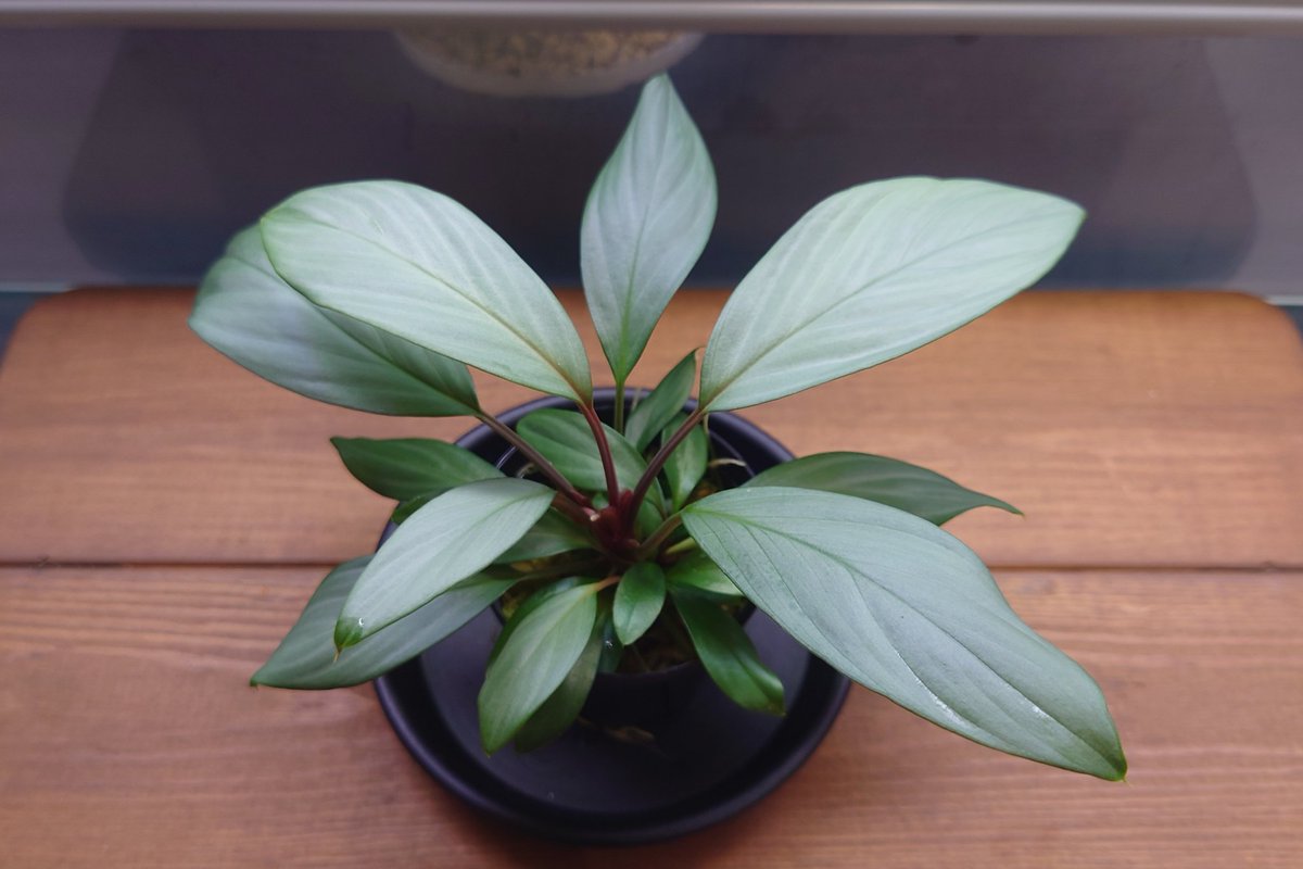 亜種 (@ash06_plants) / Posts / X