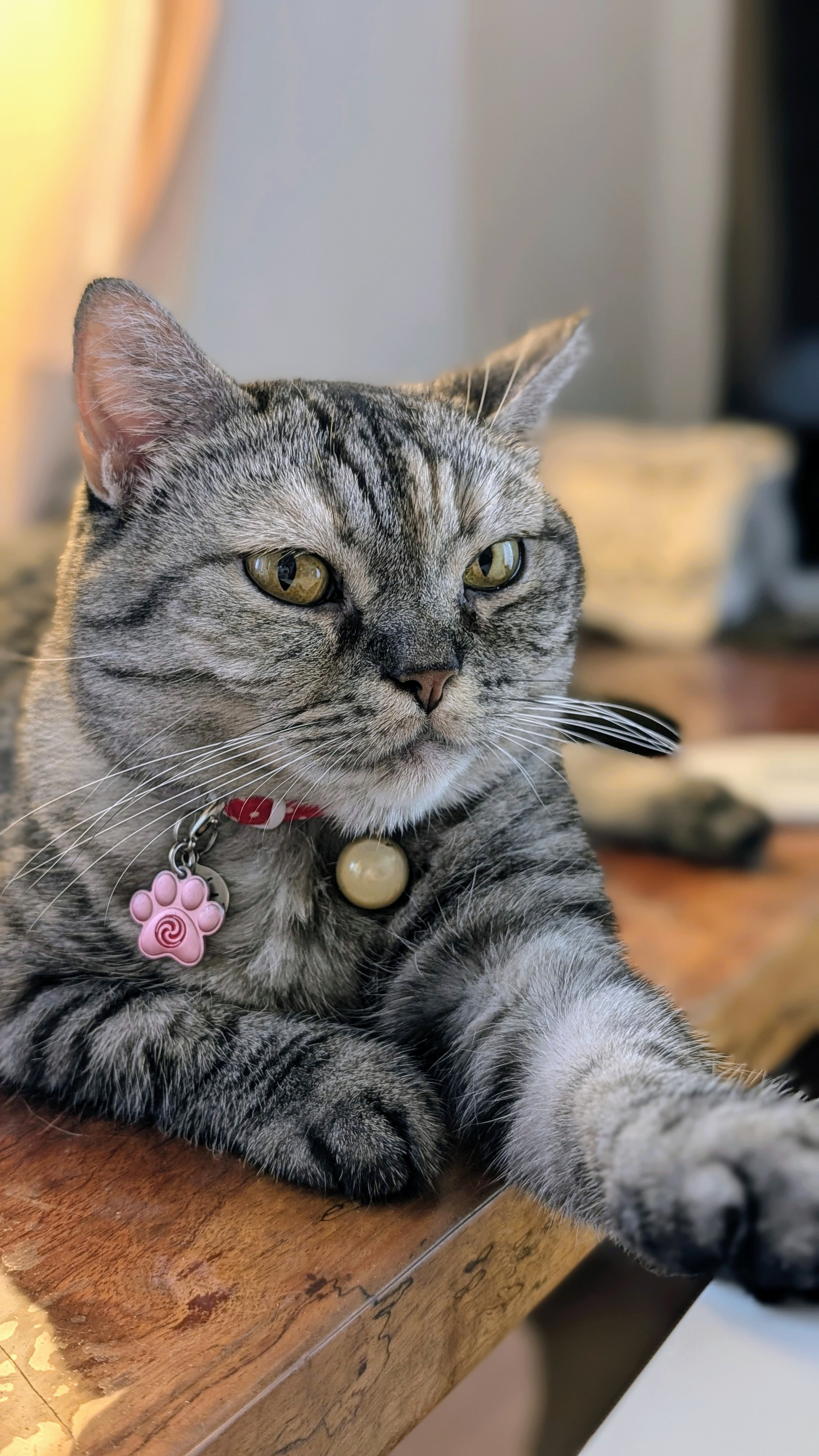 25718❤猫好き( ΦωΦ )ねこがかおあらうわけ 25718❤猫好き( ΦωΦ )ねこがかおあらうわけ 25718❤猫好き( ΦωΦ )