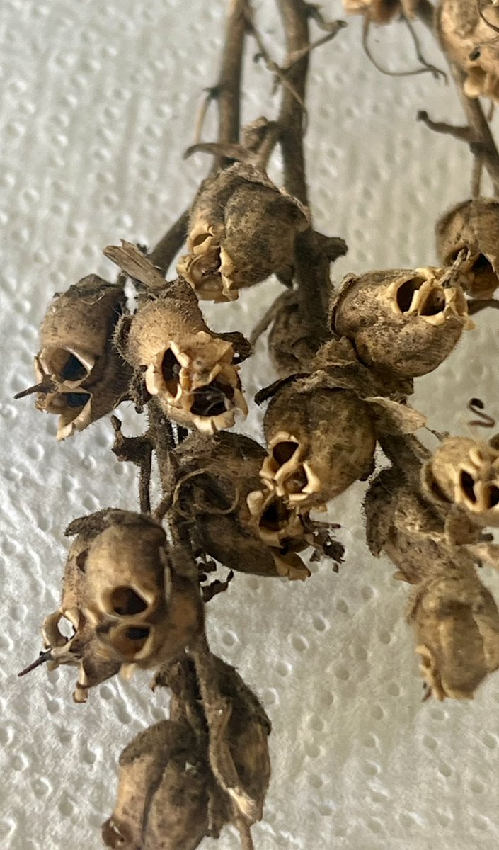 uk_treasures's tweet photo. Creepy Halloween Skulls now available. Snapdragons are beautiful both when flowering and when setting seed. Perfectly timed for Halloween season 💀🎃

https://t.co/Mwb1eM13nc

https://t.co/ynVAUz8918 https://t.co/HII7JIfu2f