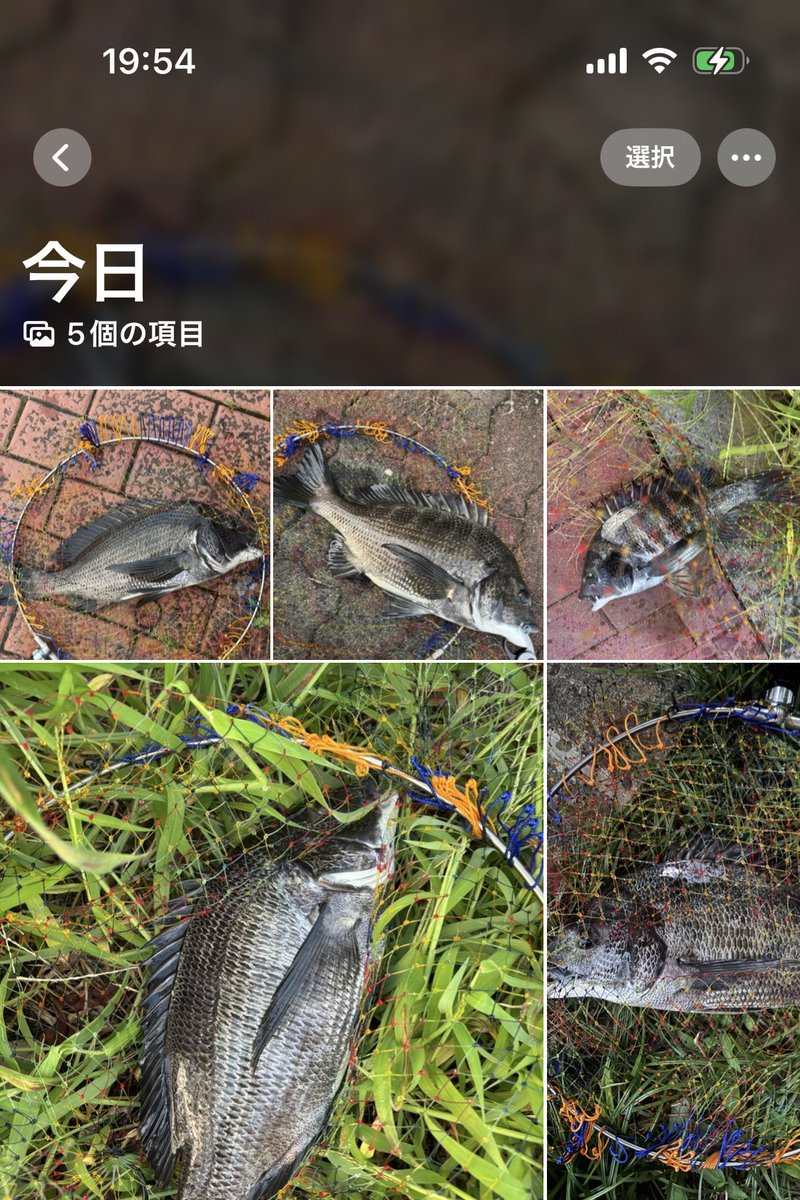 zerohechi's tweet image. 昨日雨降ってどうかなぁと思ったけど釣れて良かった🐟