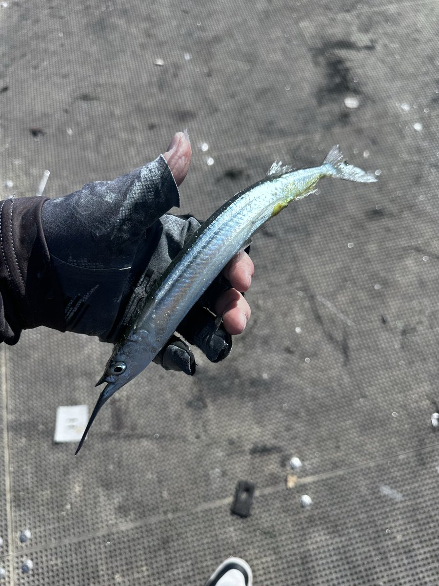 OneChiCh1's tweet photo. Fishing in Perth（10/05 to 12/05） https://t.co/Zi84SyORCe