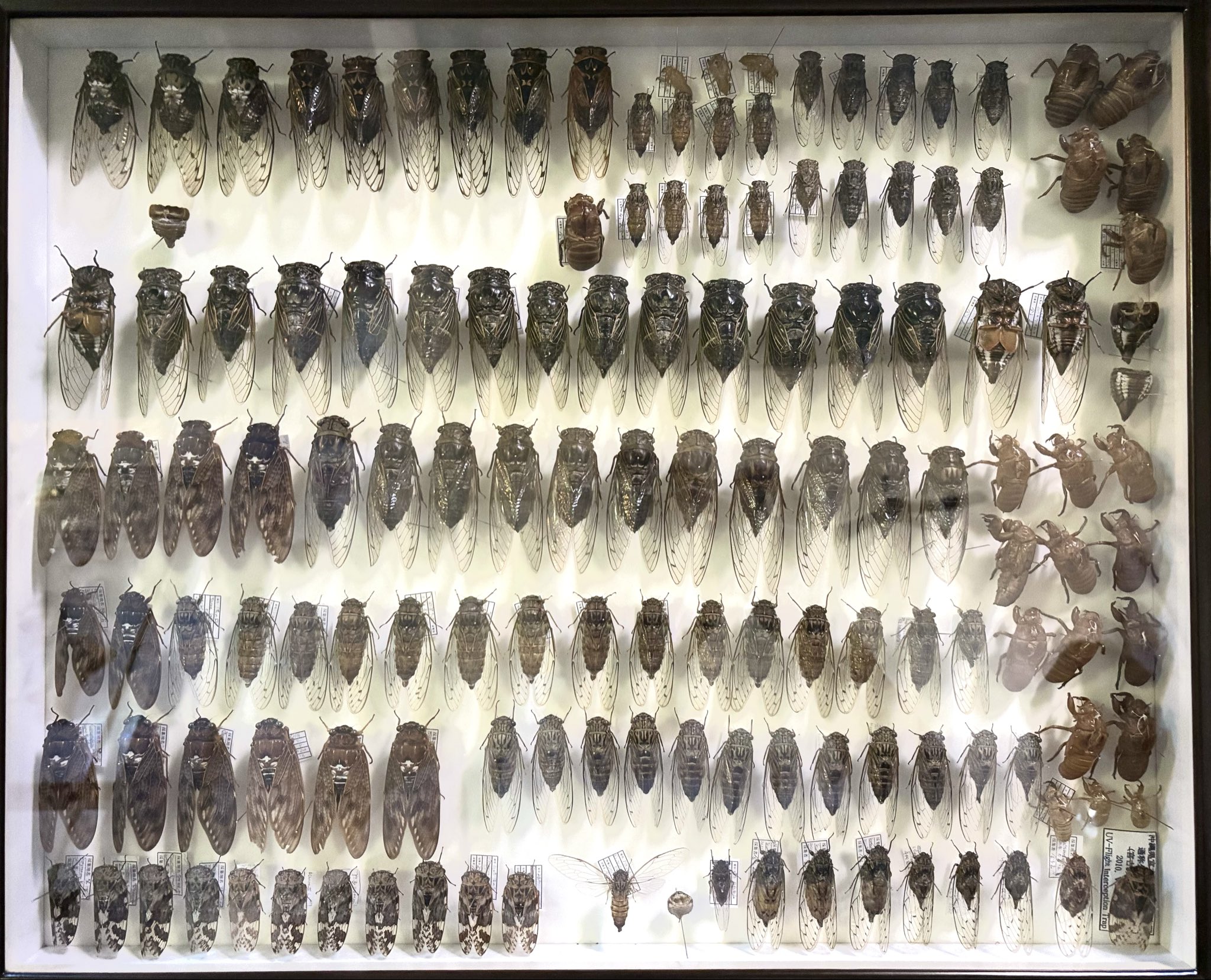 せみのようきゅう 71LrgGMyfUL._UF350,350_QL50_.jpg