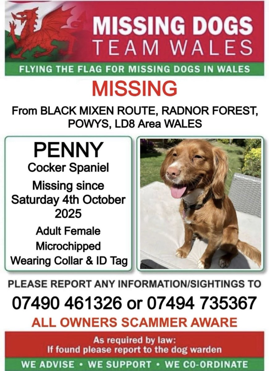missingdogwales's tweet photo. ‼️#PENNY #COCKERSPANIEL IS MISSING IN UNFAMILAR AREA 
🔻
WENT MISSING AT TOP OF #BLACKMIXENROUTE IN #RADNORFOREST #POWYS #LD8 #WALES
ON SATURDAY 4TH OCTOBER 
💥Route Taken was #MuttonDingle 💥
🔻
PENNY IS MICROCHIPPED SO IF FOUND OR SEEN PLEASE CALL THE NUMBERS ON THIS POSTER ‼️ https://t.co/nWqNncMcIk